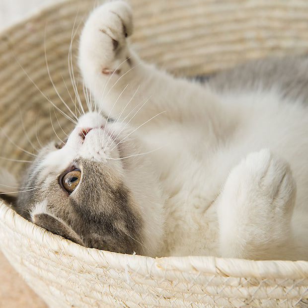 cat straw bed