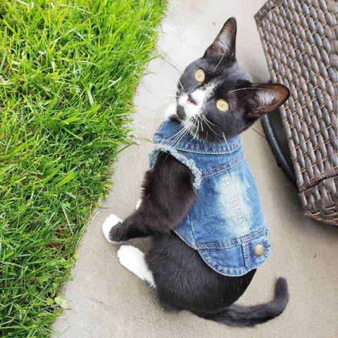 Denim Cat Clothes for Cats Fashion Cat Coat Jeans Jacket Casual Outfits Clothing For Kitten Small Dogs Chihuahua French Bulldog