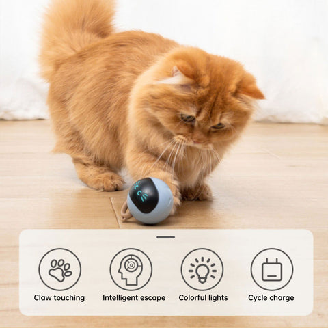 kitten electronic ball